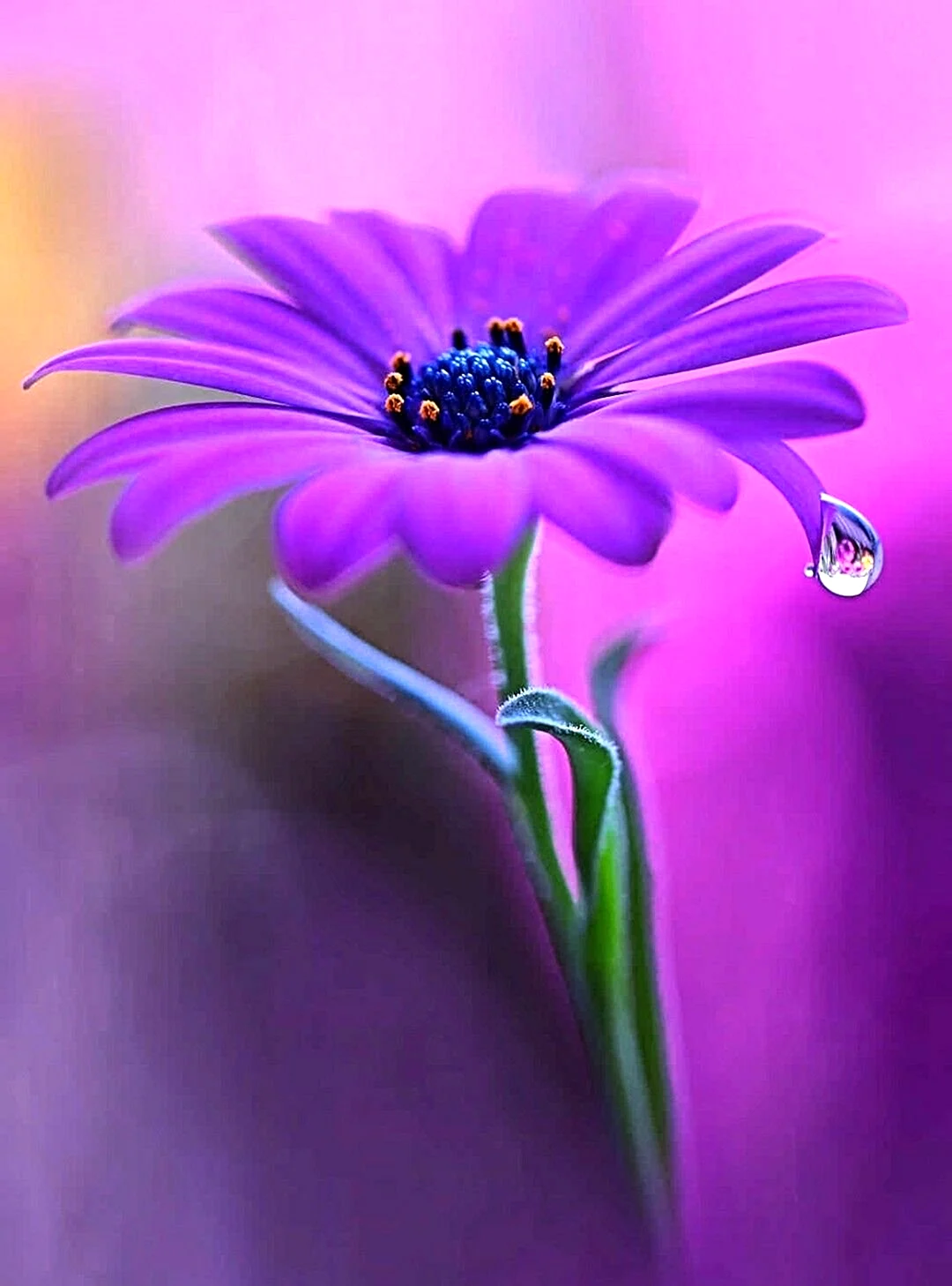 Яркие фиолетовые цветы