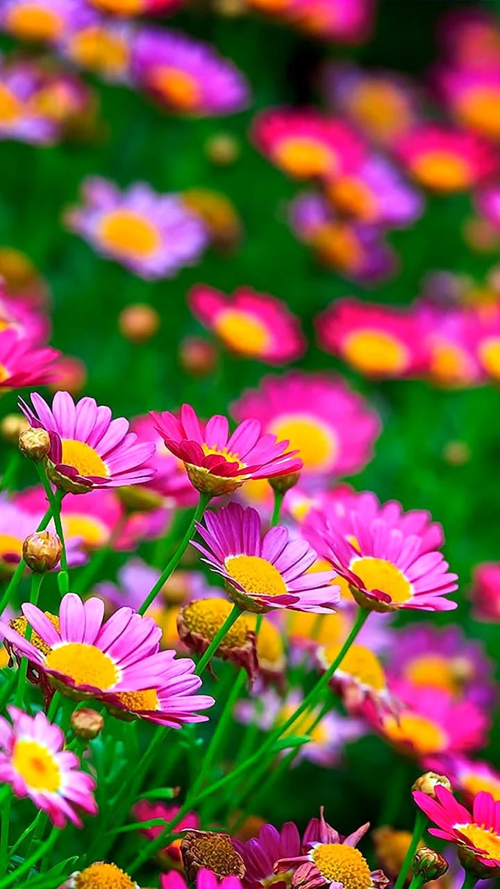 Яркие цветы