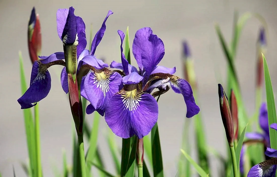 Ирис мечелистный Iris ensata