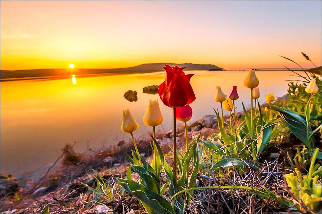 Кояшское озеро тюльпаны