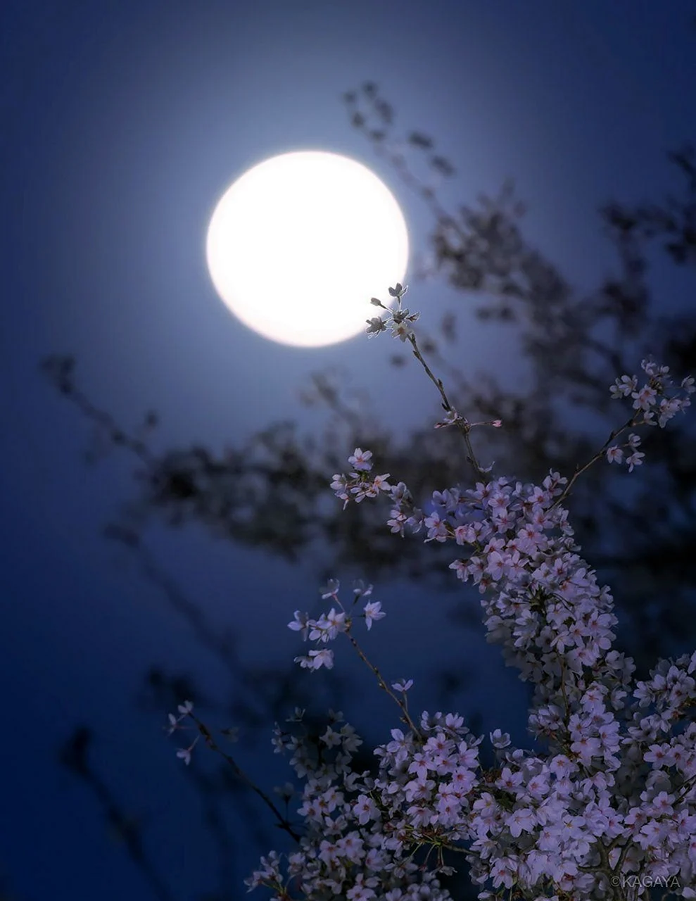Луна и цветы