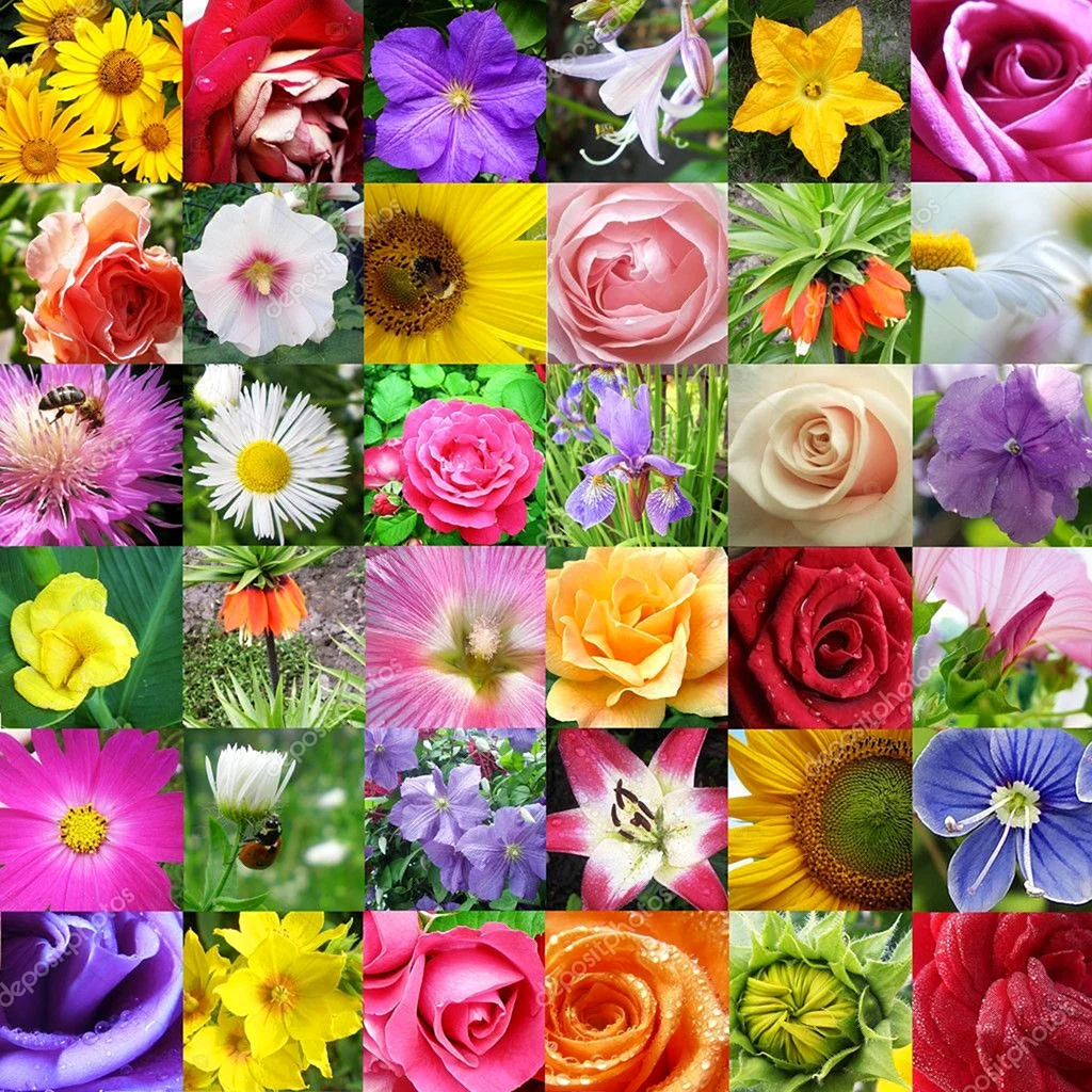 Много видов цветов