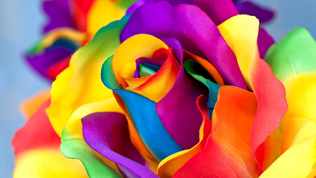 Разноцветные розы