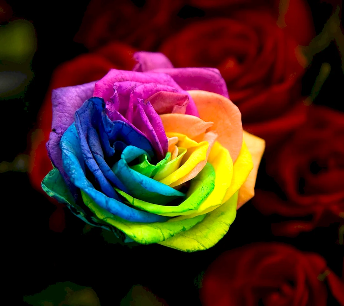 Разноцветные розы сорта