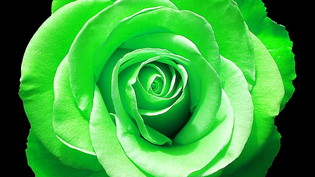 Роза АННАКИРА зеленая