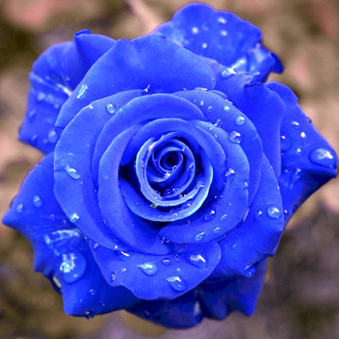Роза голубой Блу...