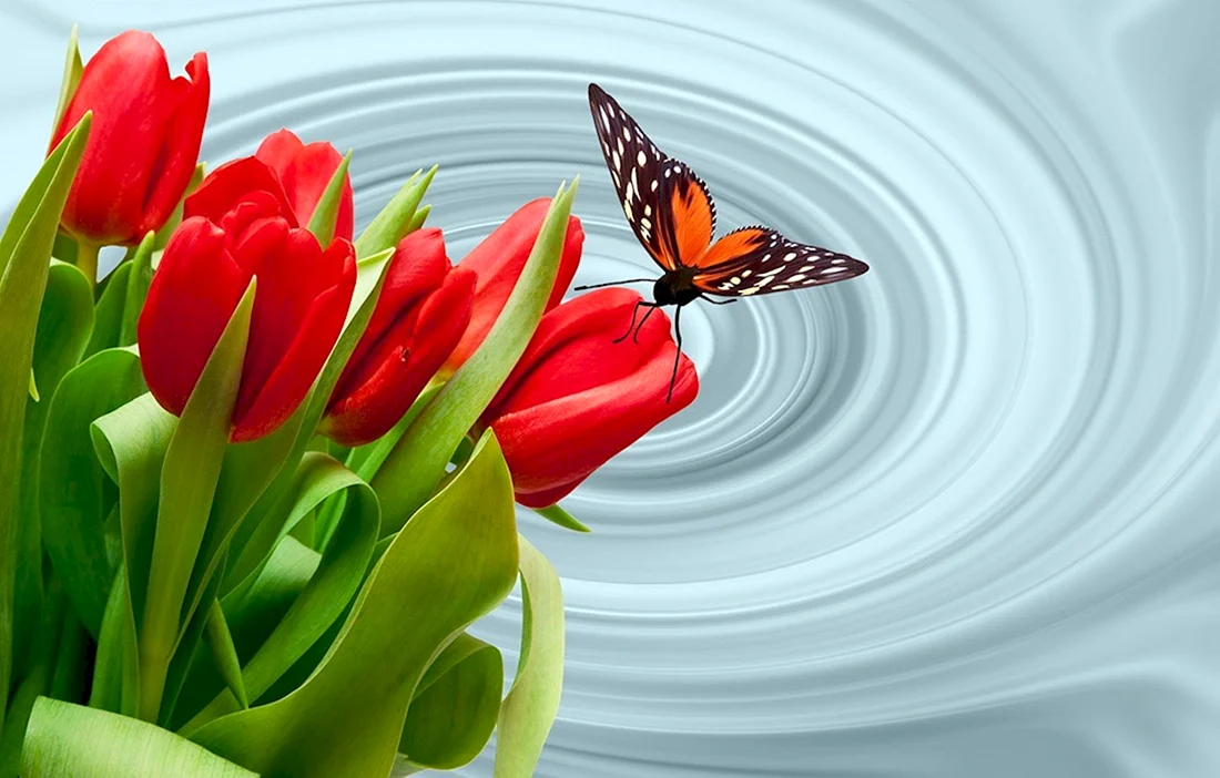 Тюльпан и бабочка