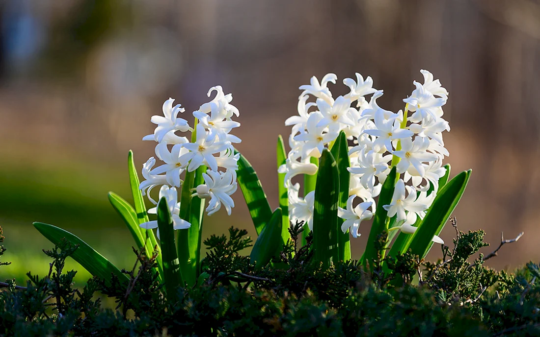 Цветок гиацинт белый