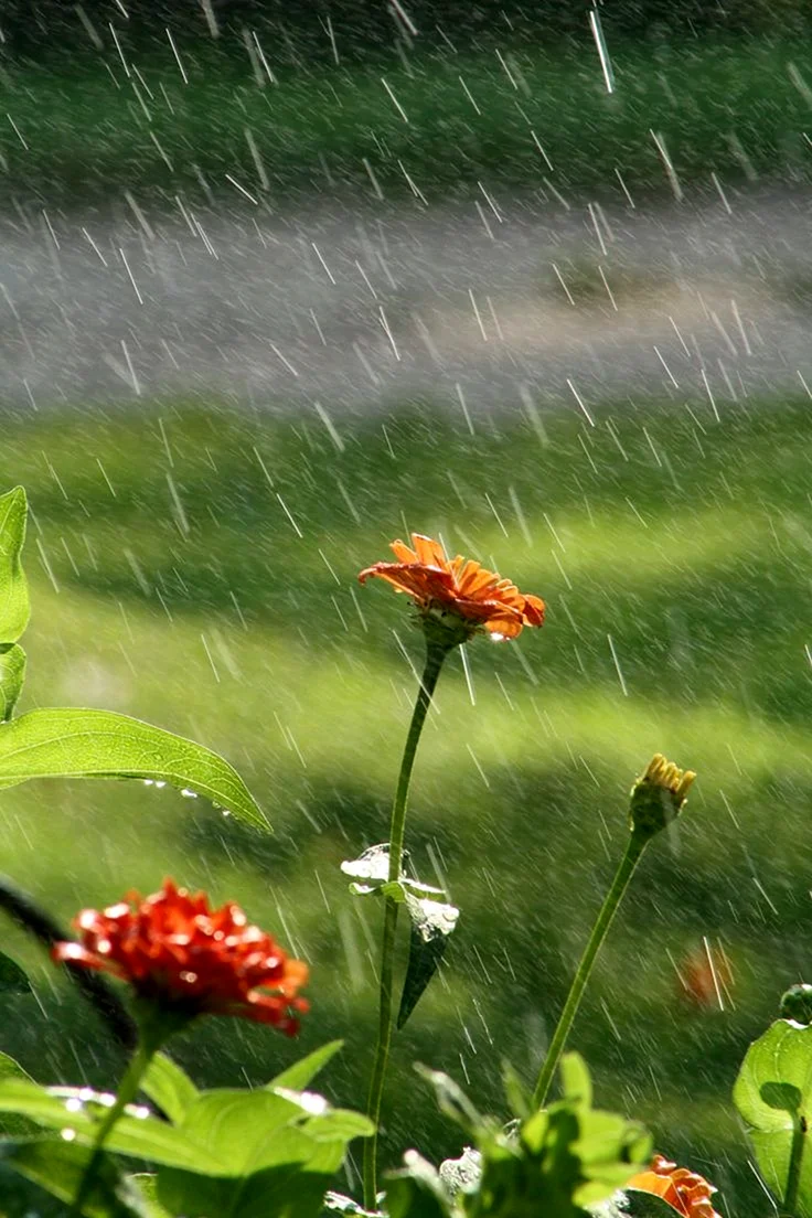 Цветы дождя