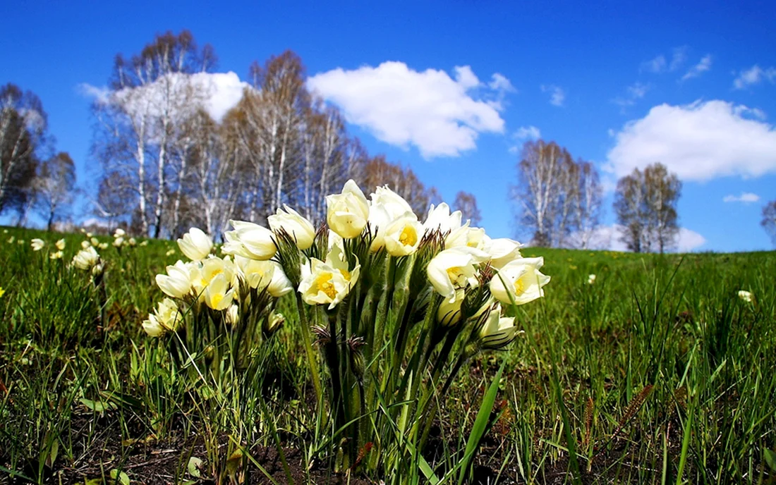 Цветы подснежники Сибирские