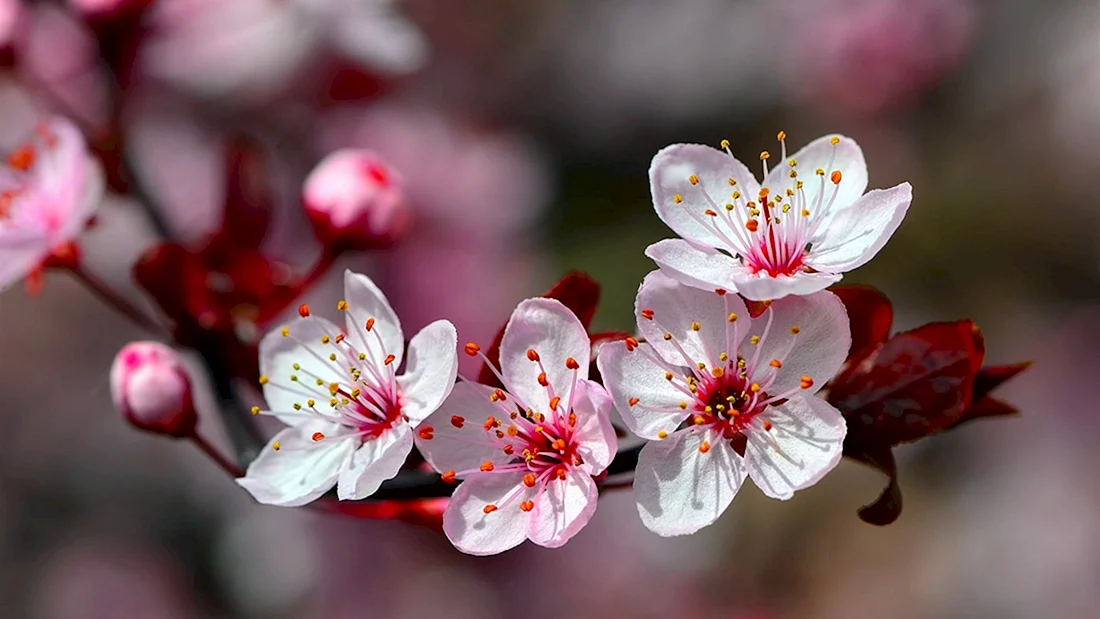 Цветы Сакуры