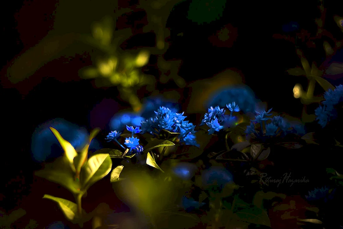 Цветы темно синего цвета