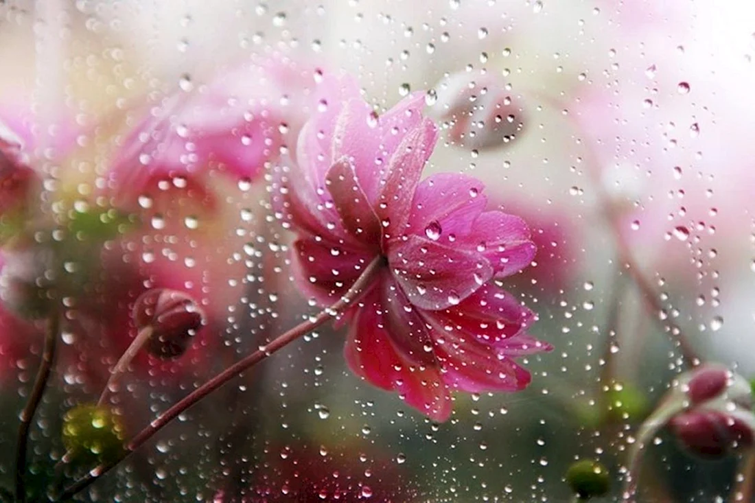 Цветы за мокрым стеклом
