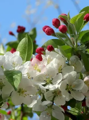 Весна цветущие яблони