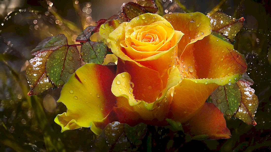 Желтые розы в росе