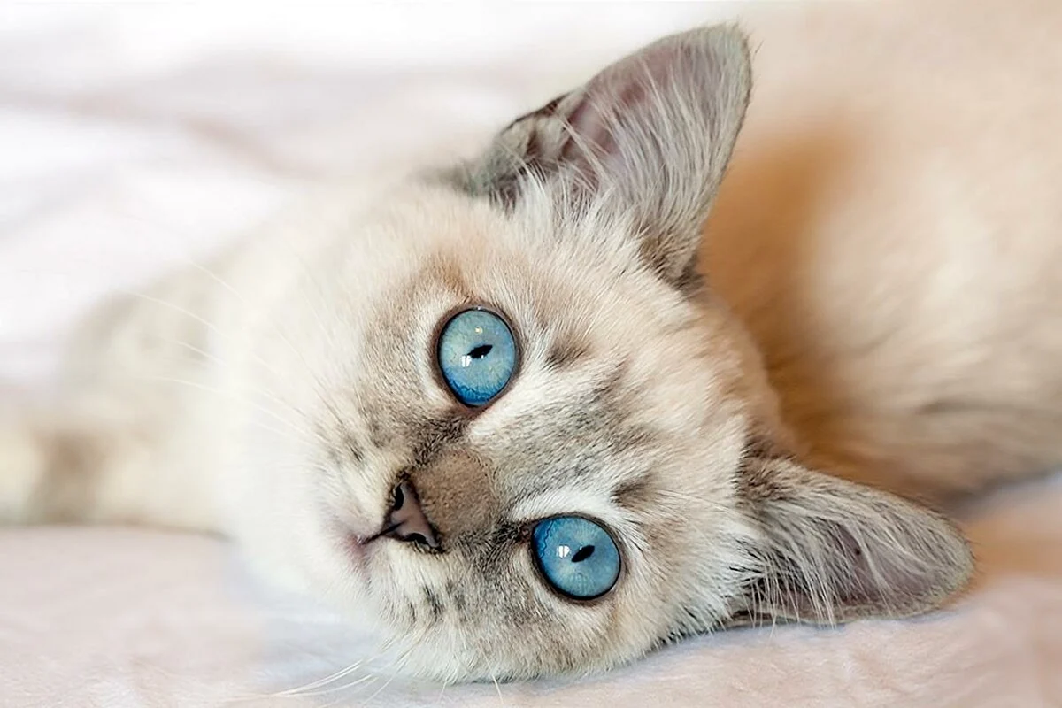 Алтайская голубоглазая кошка