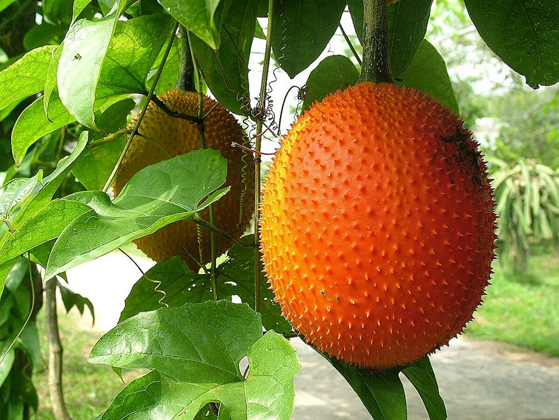 Бакури фрукт
