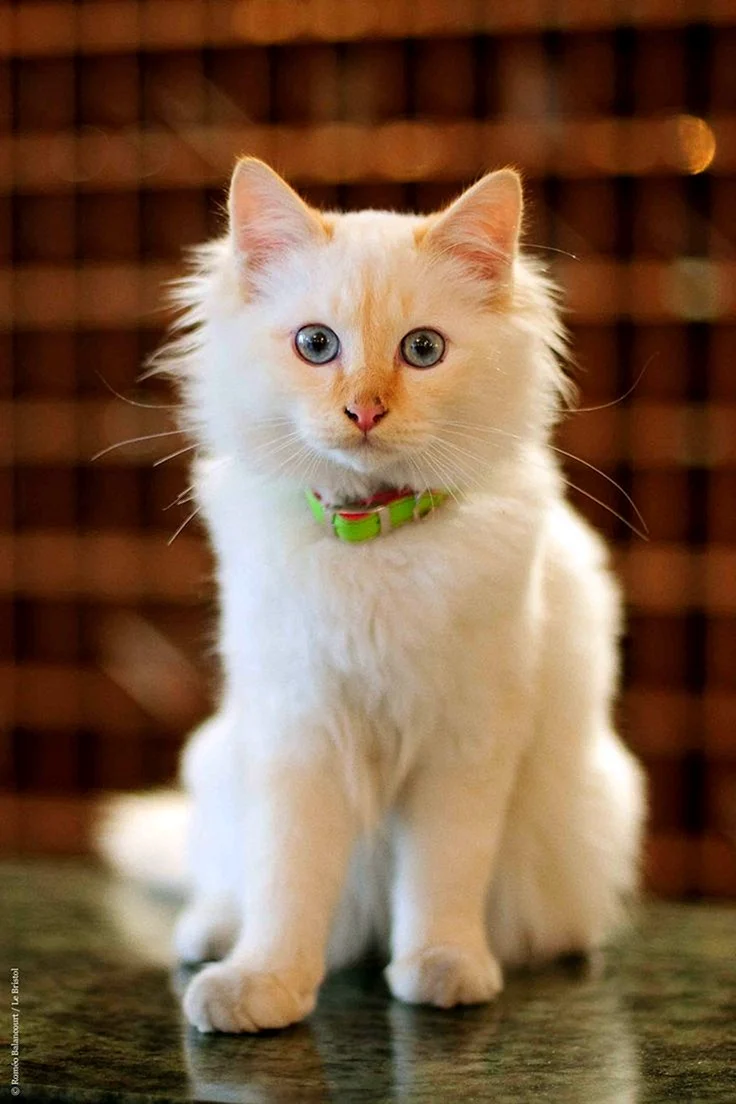 Бристоль кошка