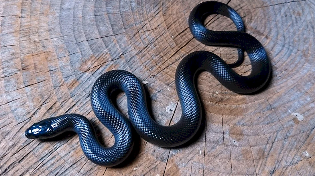 Чёрная Королевская змея нигрита