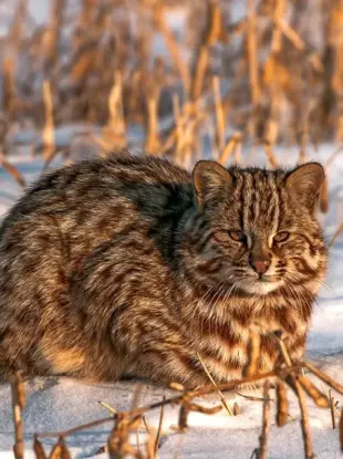 Дальневосточный Амурский Лесной кот