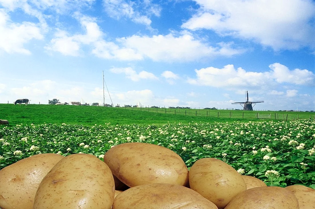 Картофель в Европе