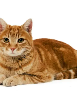 Кельтская европейская короткошёрстная кошка рыжая
