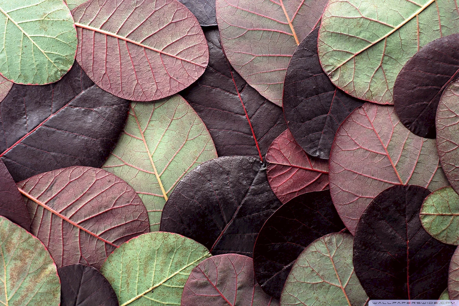 Коричневые листья