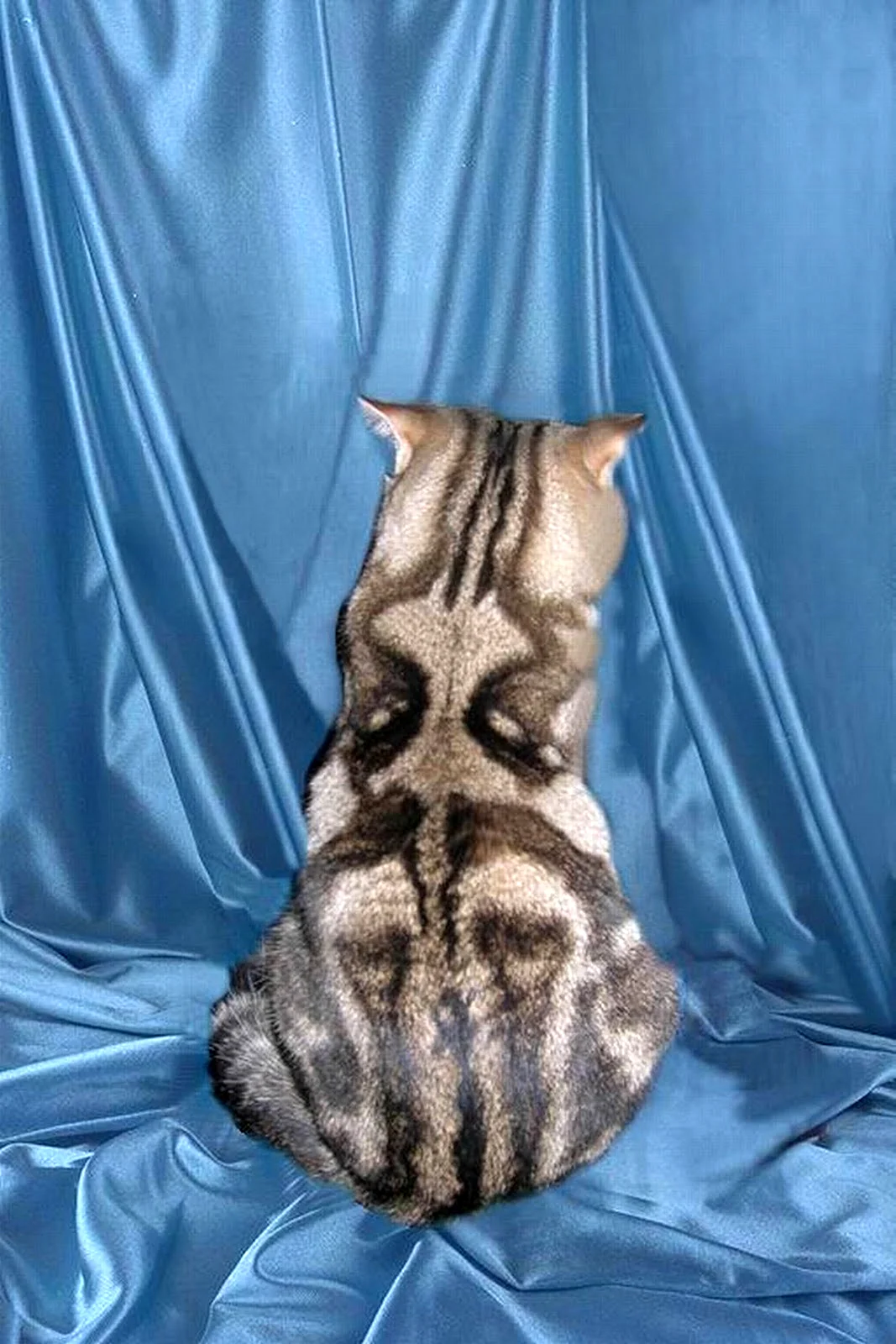Кошка с полосками на спине