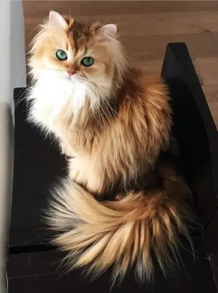 Кошка с пушистым хвостом
