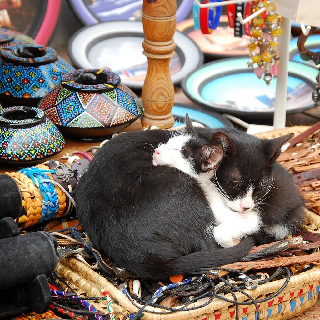 Кошки в Марокко
