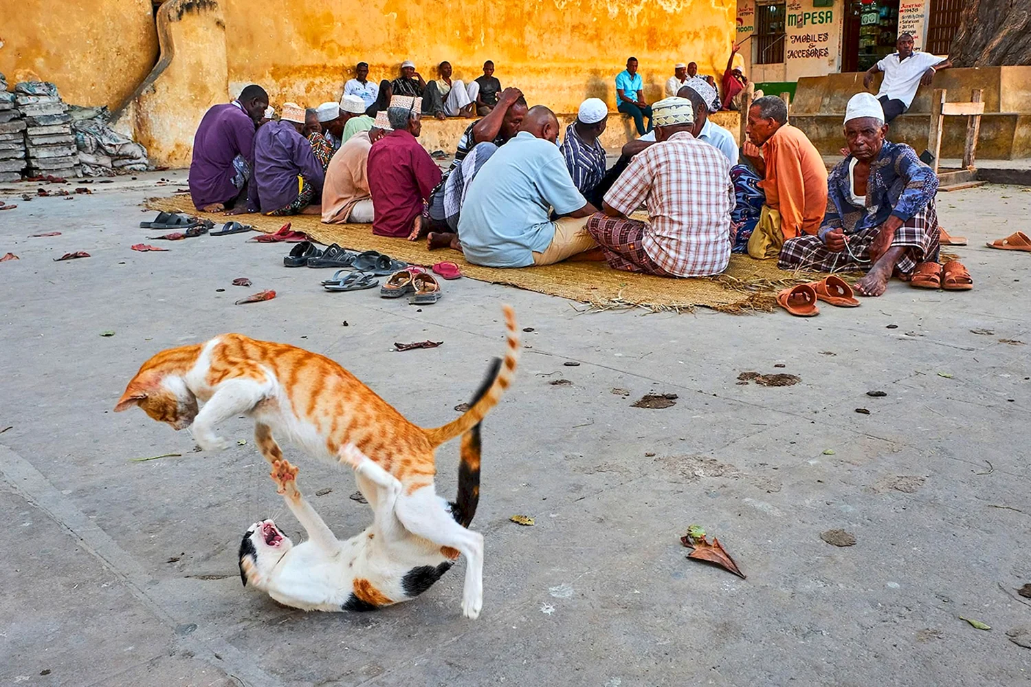 Кошки в Марокко фото
