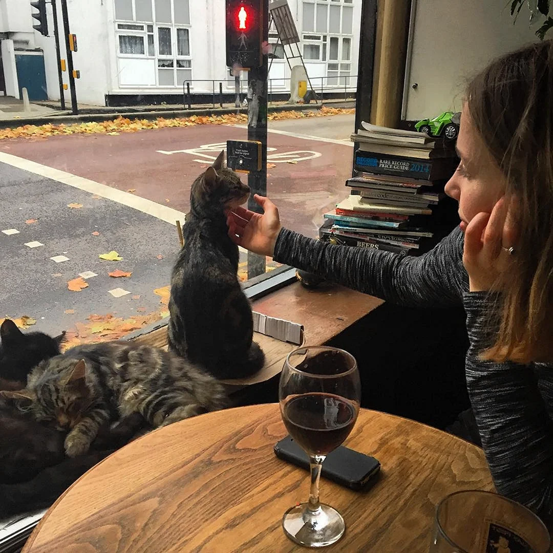 Котик и бар