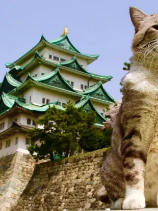 Коты в Японии