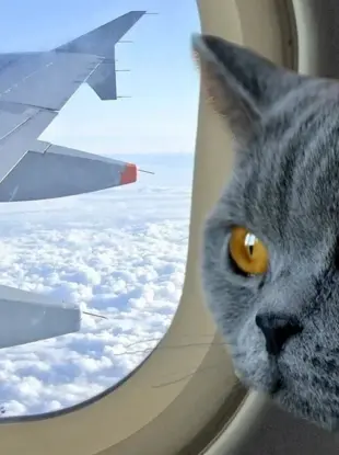 Коты в самолете
