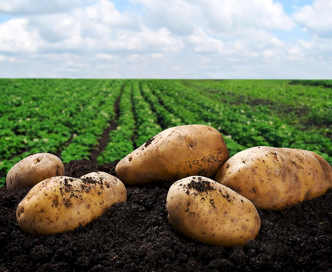 Красивое картофельное поле