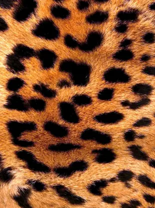 Мех леопарда