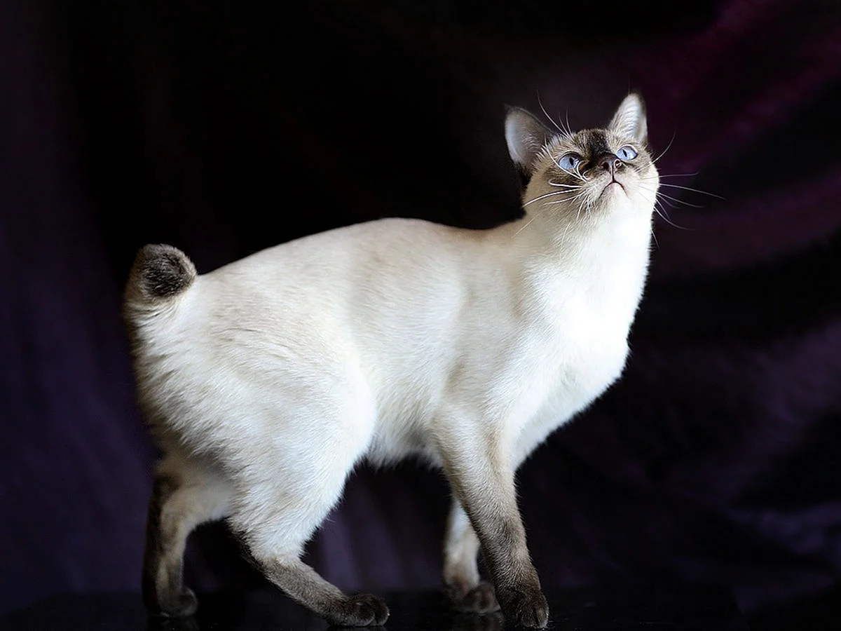 Меконгский бобтейл кошка
