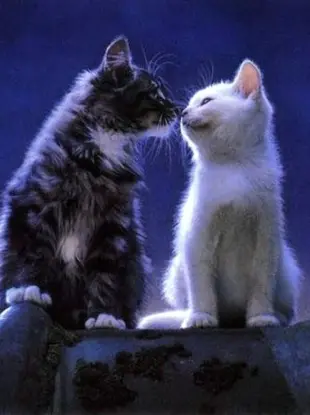 Ночной поцелуй кошки