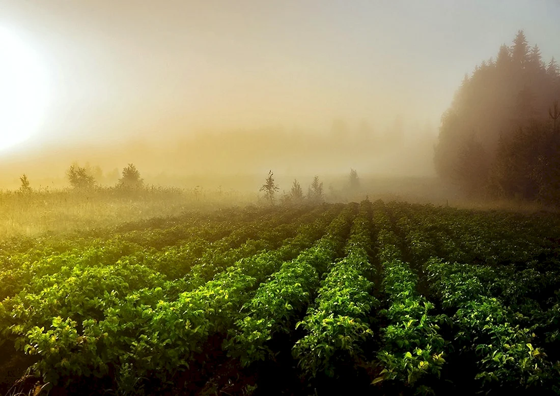 Огород в тумане