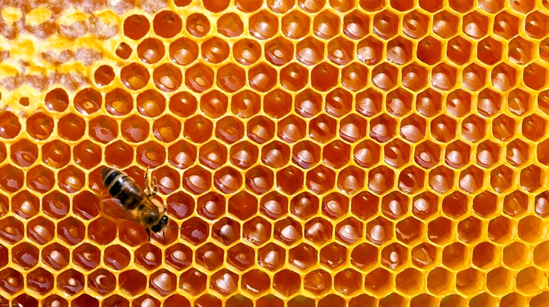 Пчелиное Сото