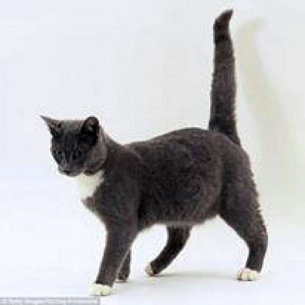 Порода кошек с переломанным хвостом