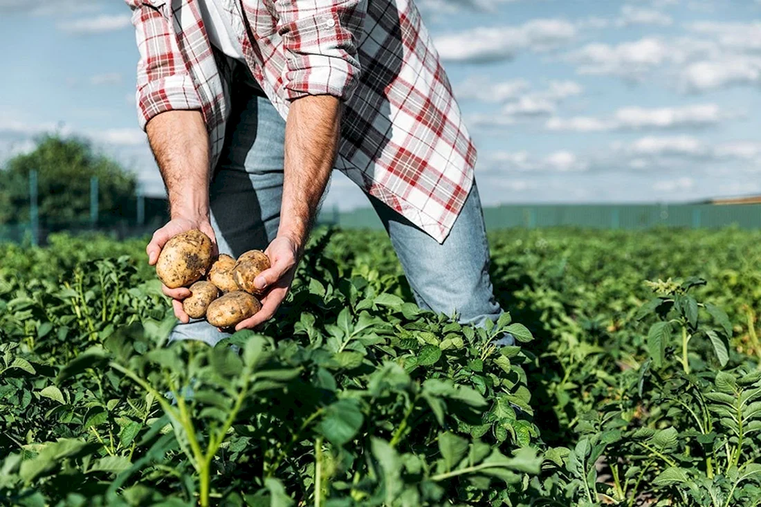 Сельское хозяйство картошка