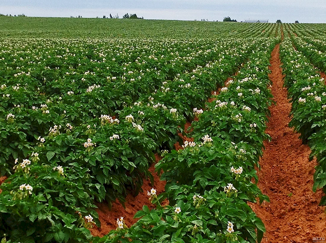 Северный Брабант картофельные поля Голландия