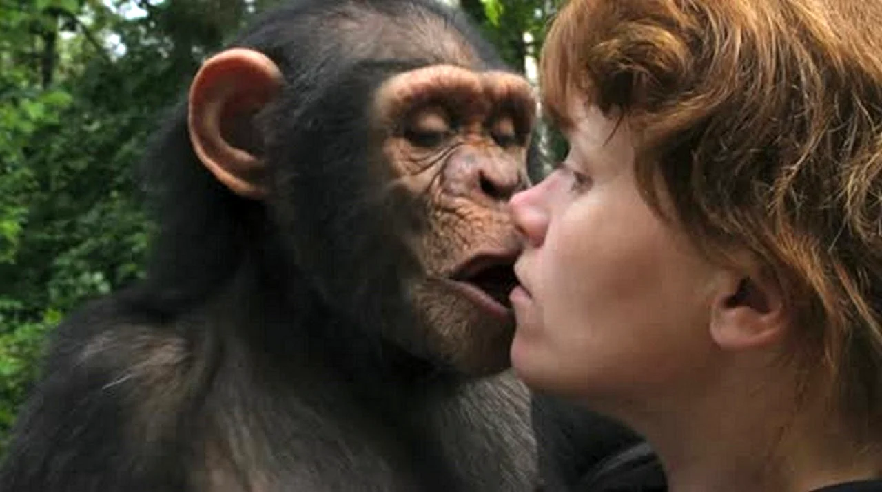 Шимпанзе и женщина