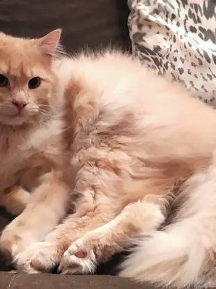 Сибирская кошка персикового окраса