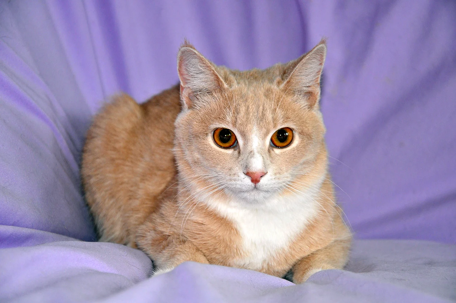 Сибирский гладкошерстный персиковый кот