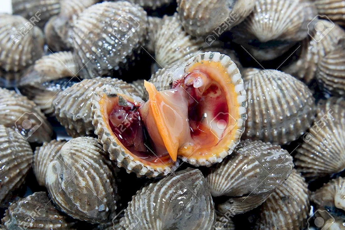 Съедобные моллюски японского моря