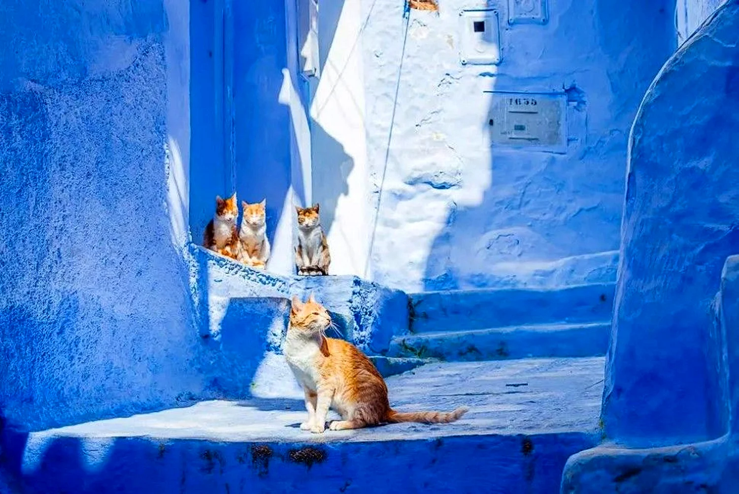 Синий город в Марокко Шефшауэн улицы коты
