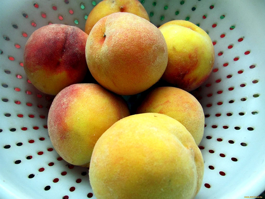Слива персик абрикос