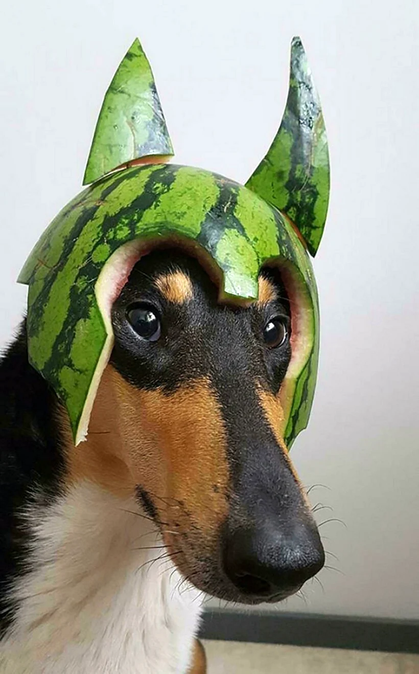 Собака с арбузом на голове